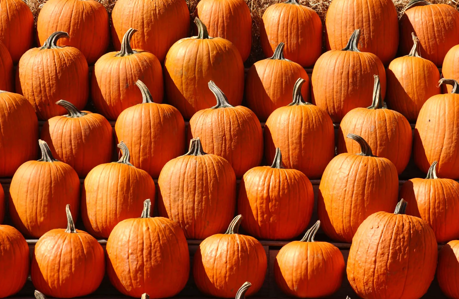 Rows of large orange pumpkins stacked in sunlight at The Great Pumpkin Farm